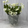 18” Cream Dianthus Spray w/ Eva Foliage
