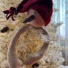 Snowman Ski Hat Tree Hugger Topper