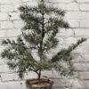 Ragon House Tufted Pine Tree in Basket, 23.5