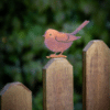 Baby Fat Chickadee
