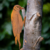 Rusty Metal Woodpecker