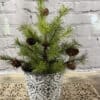 12” Pine Tree W/Cones