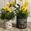 Grow Wildly Small Buckets, Set/2