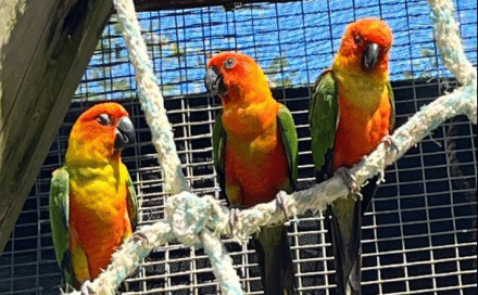 Parrotte Ville Bird Park
