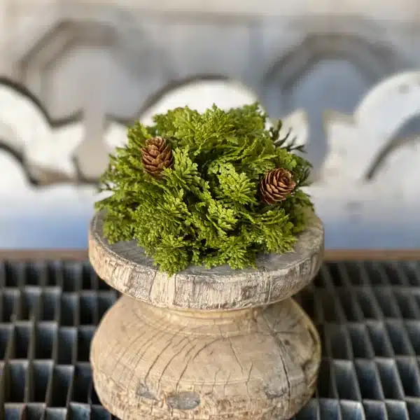 Alternative view of Leyland Cypress Half Sphere | 5.5" Set of 2