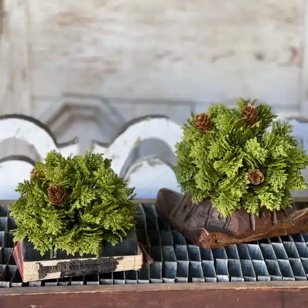 Leyland Cypress Half Sphere | 5.5" Set of 2