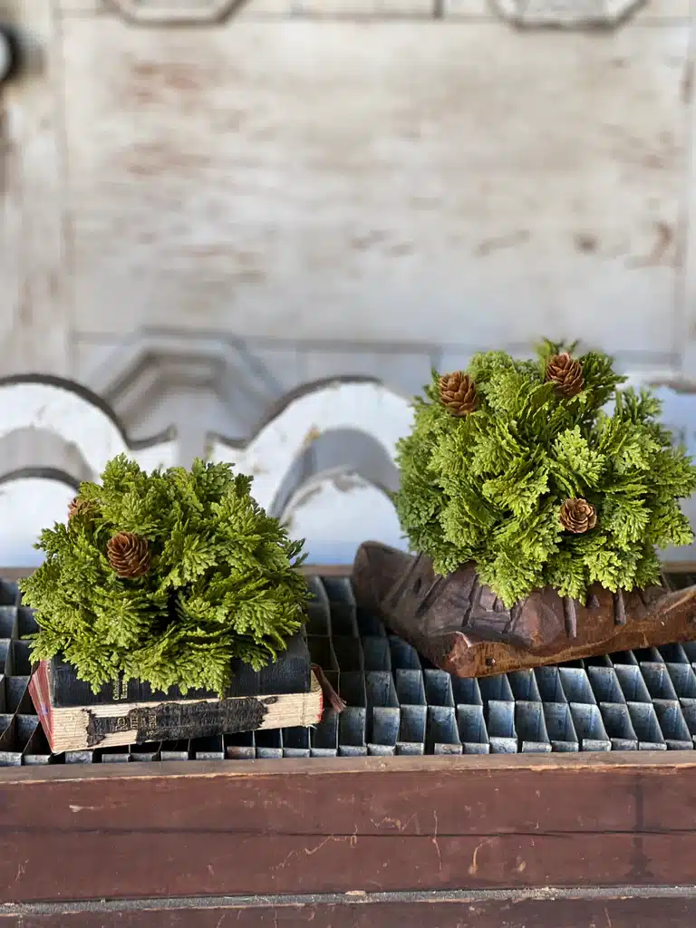 Leyland Cypress Half Sphere | 5.5" Set of 2