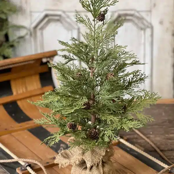 24" North Rim Hemlock Tree